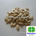 High Quality Chinese F1 Hybrid Cucumber Seeds